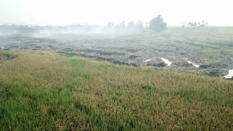 Open-burning-at-rice-paddy-field.